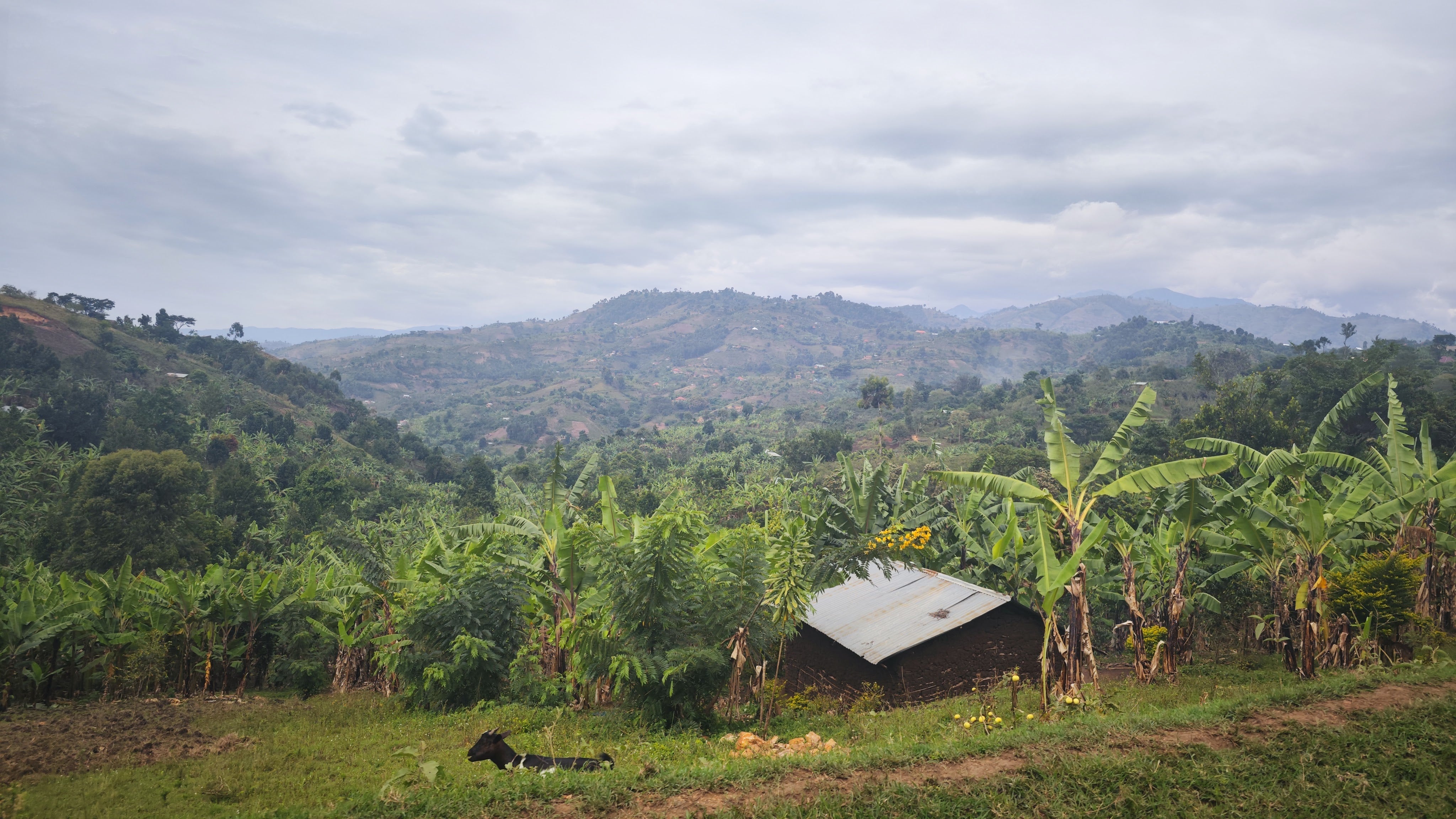 JOURNAL | The Scout Program & 5-5-5 Project in Uganda